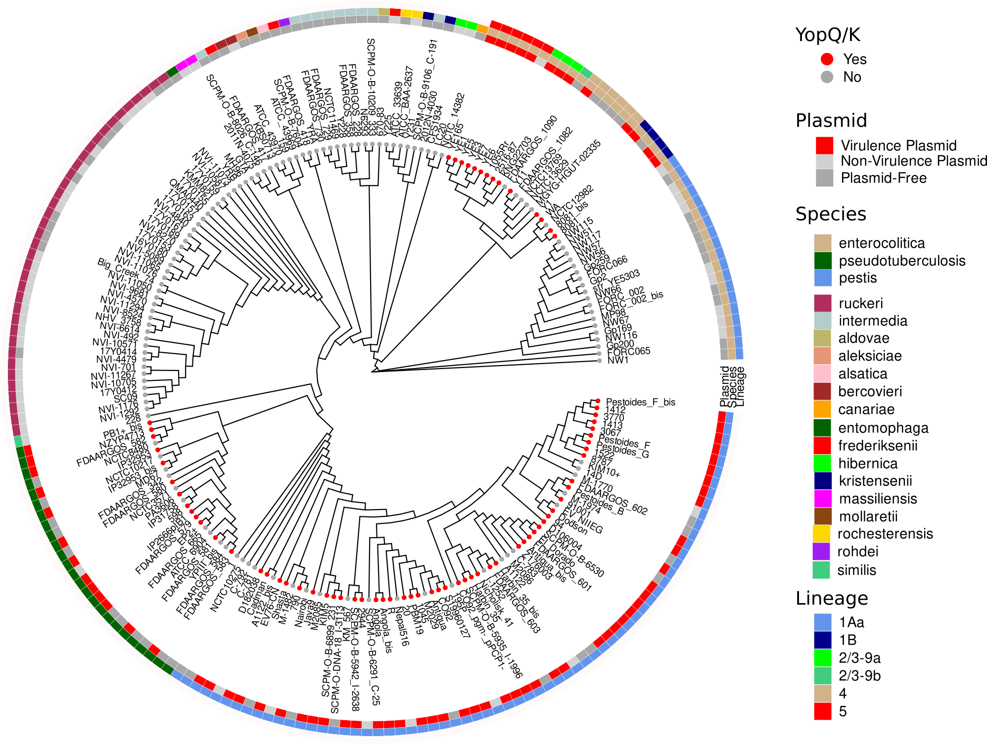 ggtree_and_gheatmap_198 ggtree_and_gheatmap_198