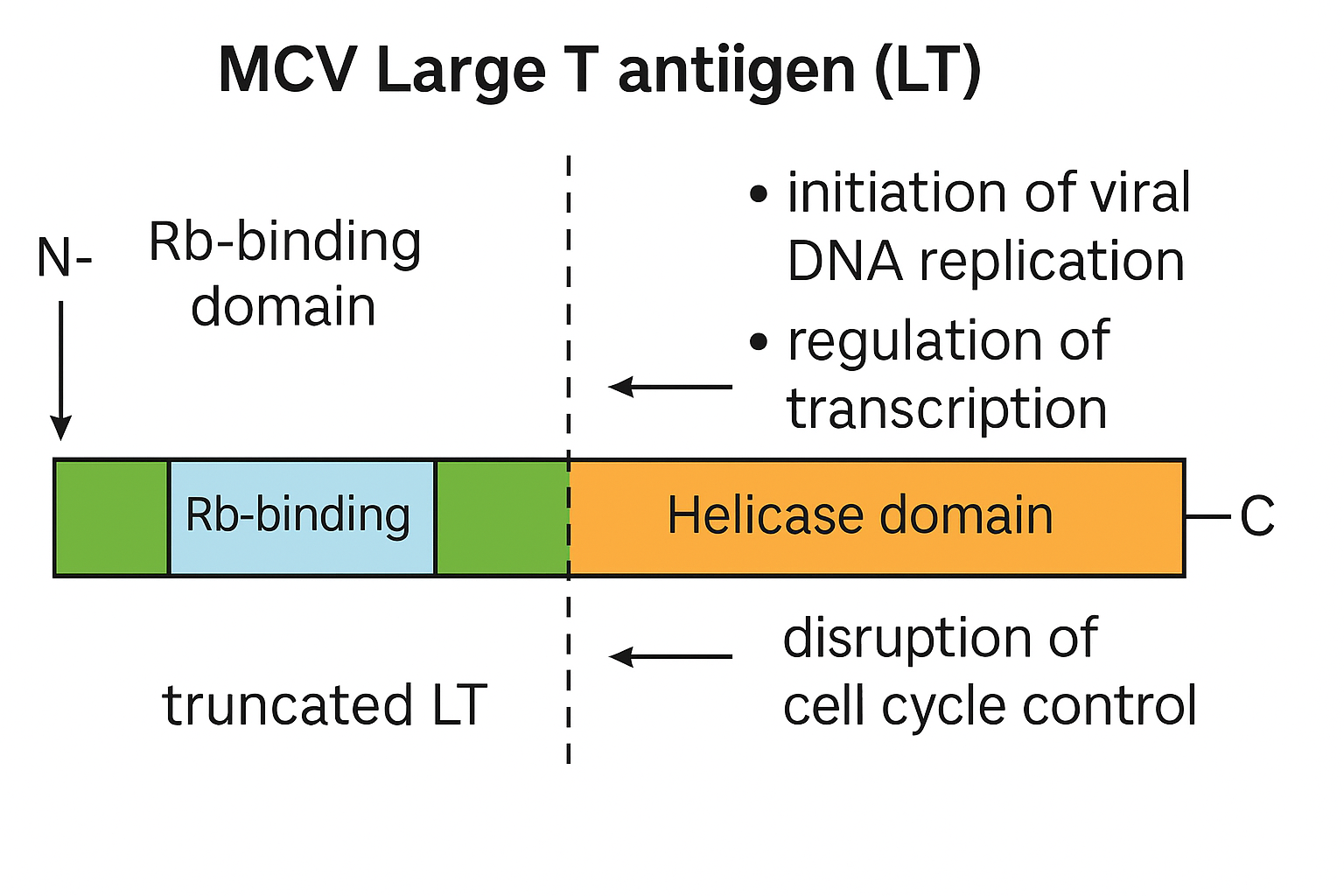 MCV truncated Large T antigen MCV truncated Large T antigen