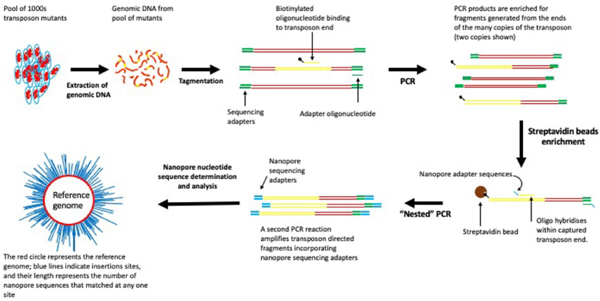 Overview_of_LoRTIS_sequencing Overview_of_LoRTIS_sequencing